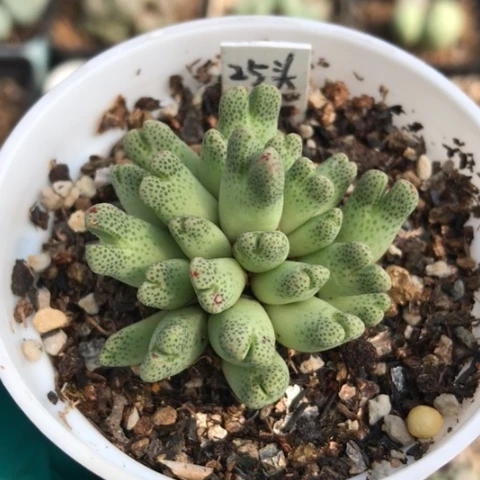 多肉肉锥 25头 草莓斑马