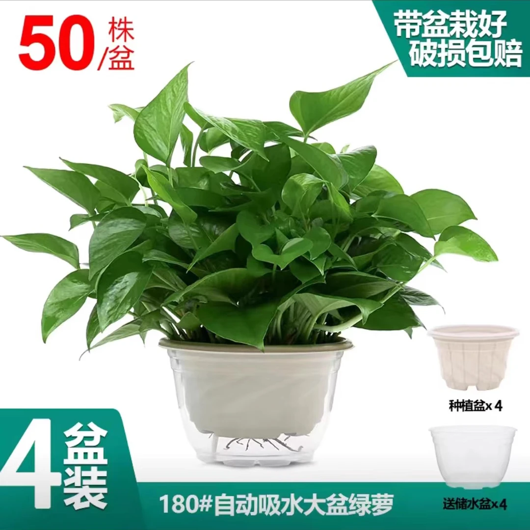 绿萝盆栽室内四季常青好养易活绿植新房美观实用绿箩盆栽植物室内