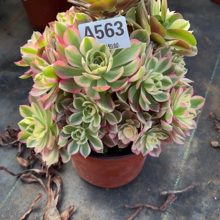 瑞妈，，。。。。。563粉水晶，