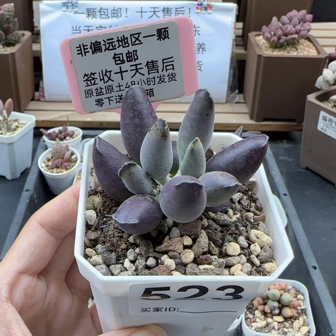 523艺妓海豹多肉