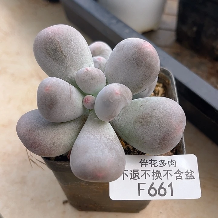 完全开放661-米可奶 6cm