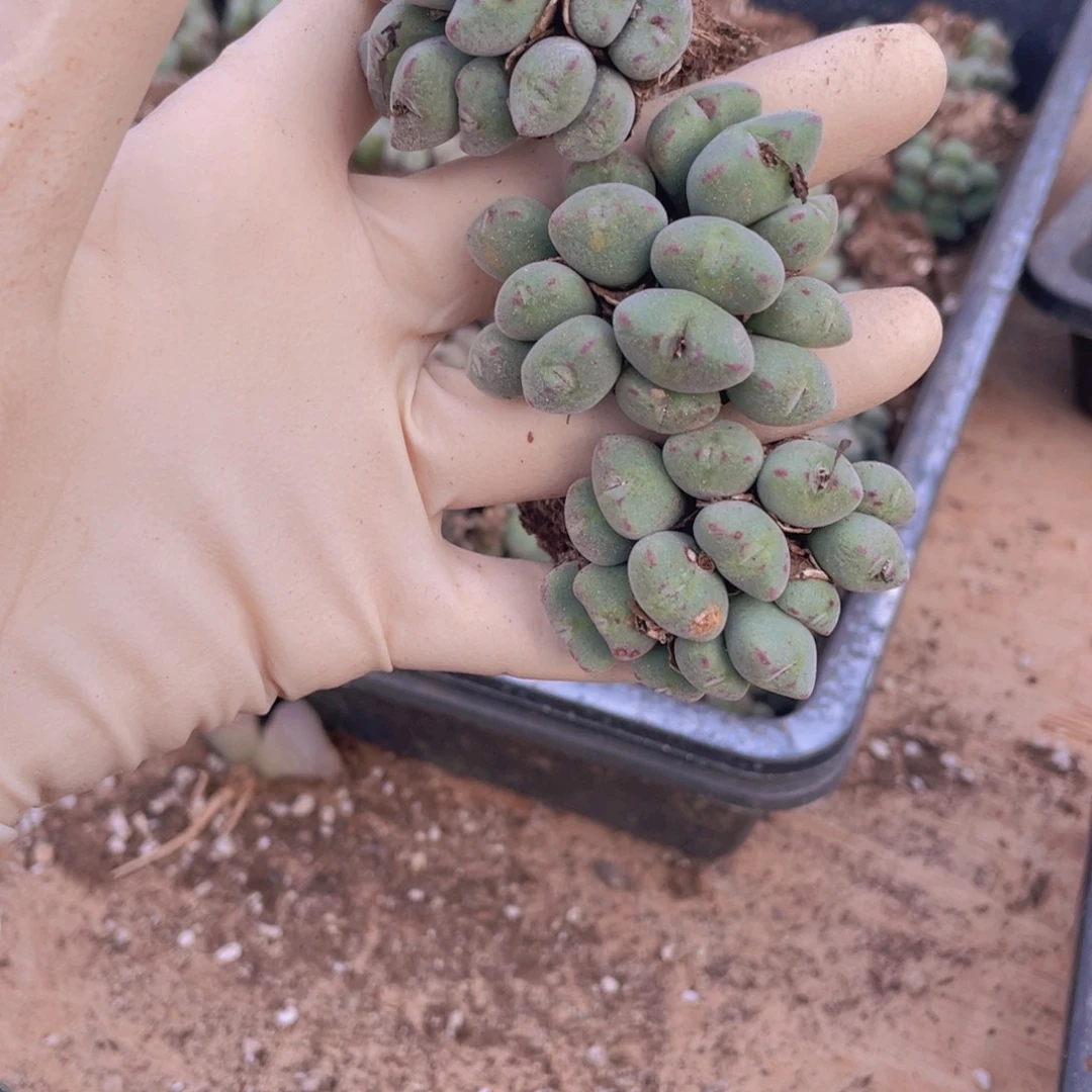 3颗口笛80888888888