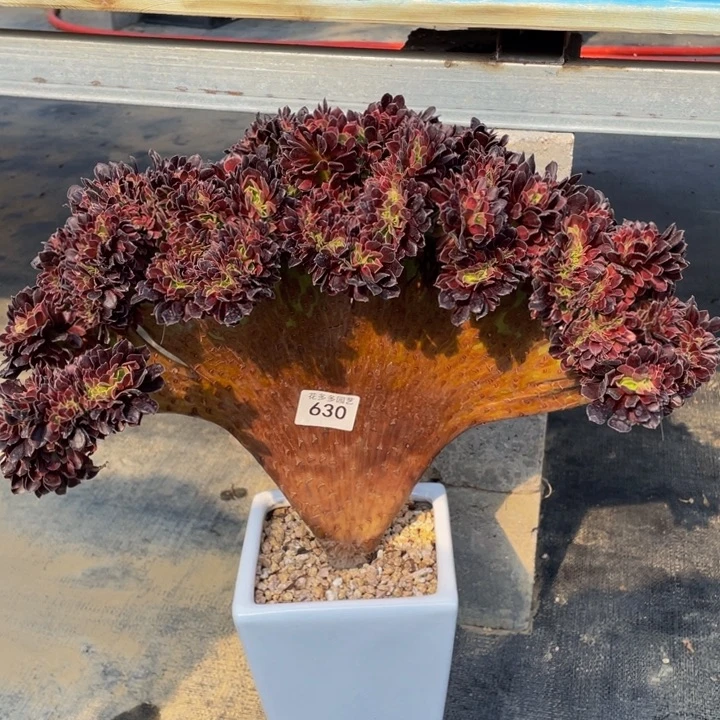 ?****?630号欧子法师缀花