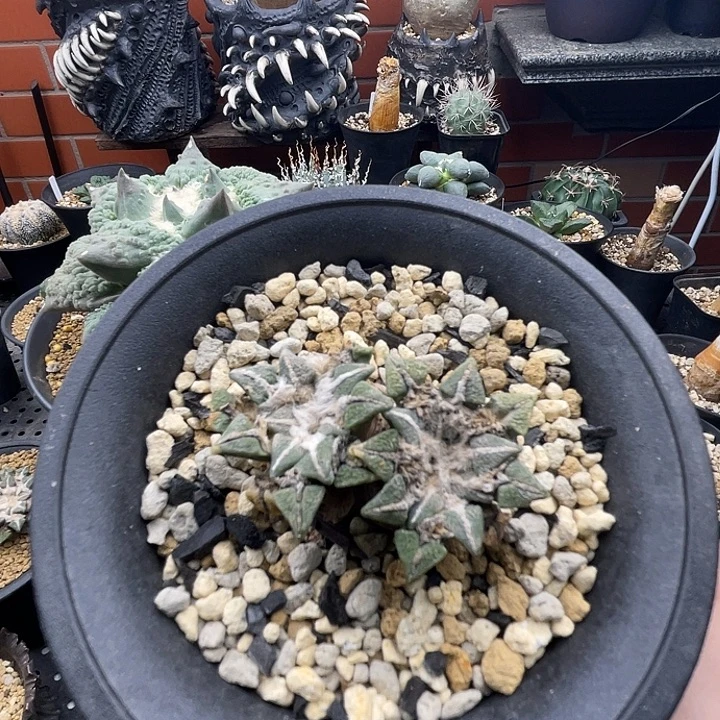 双头产地黑一一一一