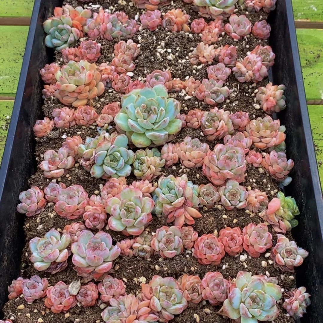 029多肉植物保护研究所所长