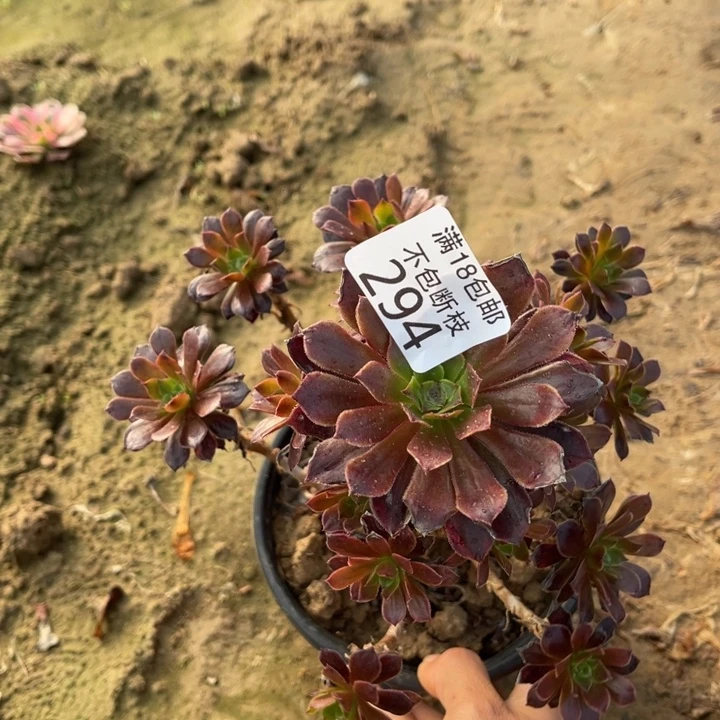 294铜壶黄锦手捧3