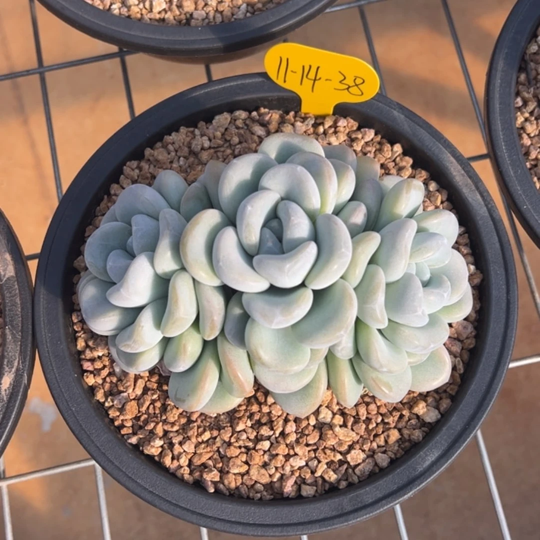 *****11-14-38玉麒麟多肉植物