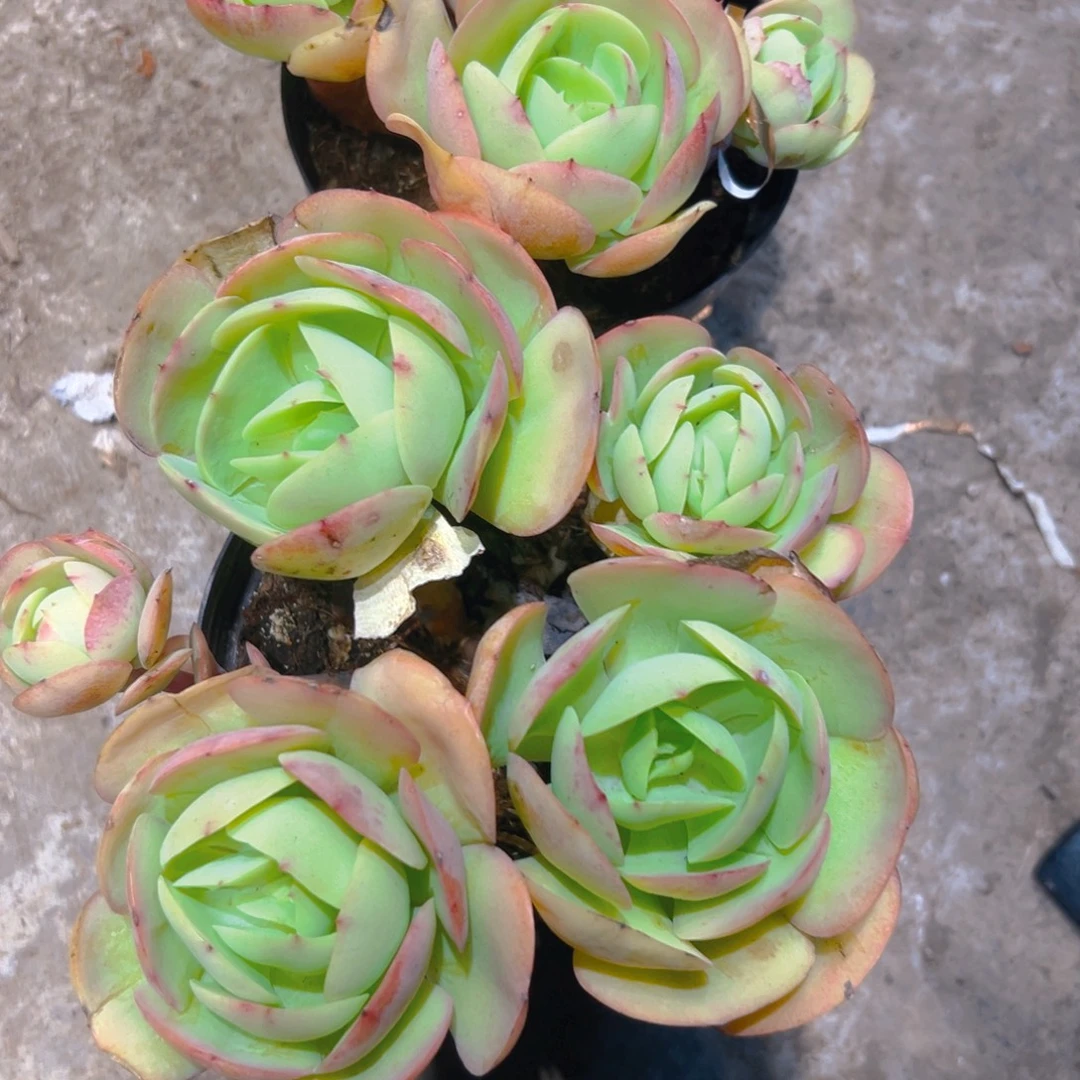 碧桃多肉2棵356789098765433