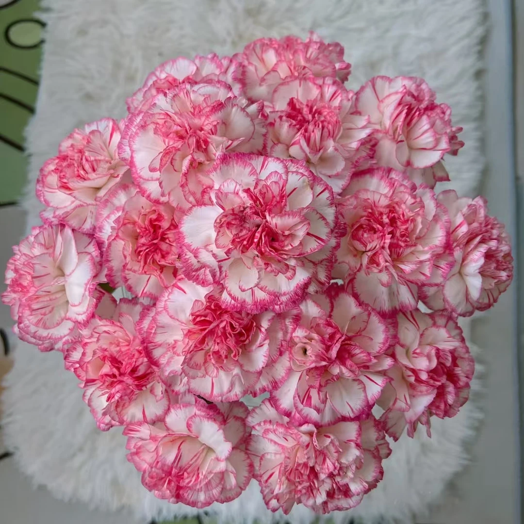 20枝丽人单头康乃馨 生花苞要养开【两单顺丰冷链或京东快递】