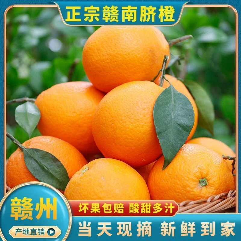 正宗江西甜橙子赣南脐橙新鲜10斤赣州农家高山应季水果园当天现摘