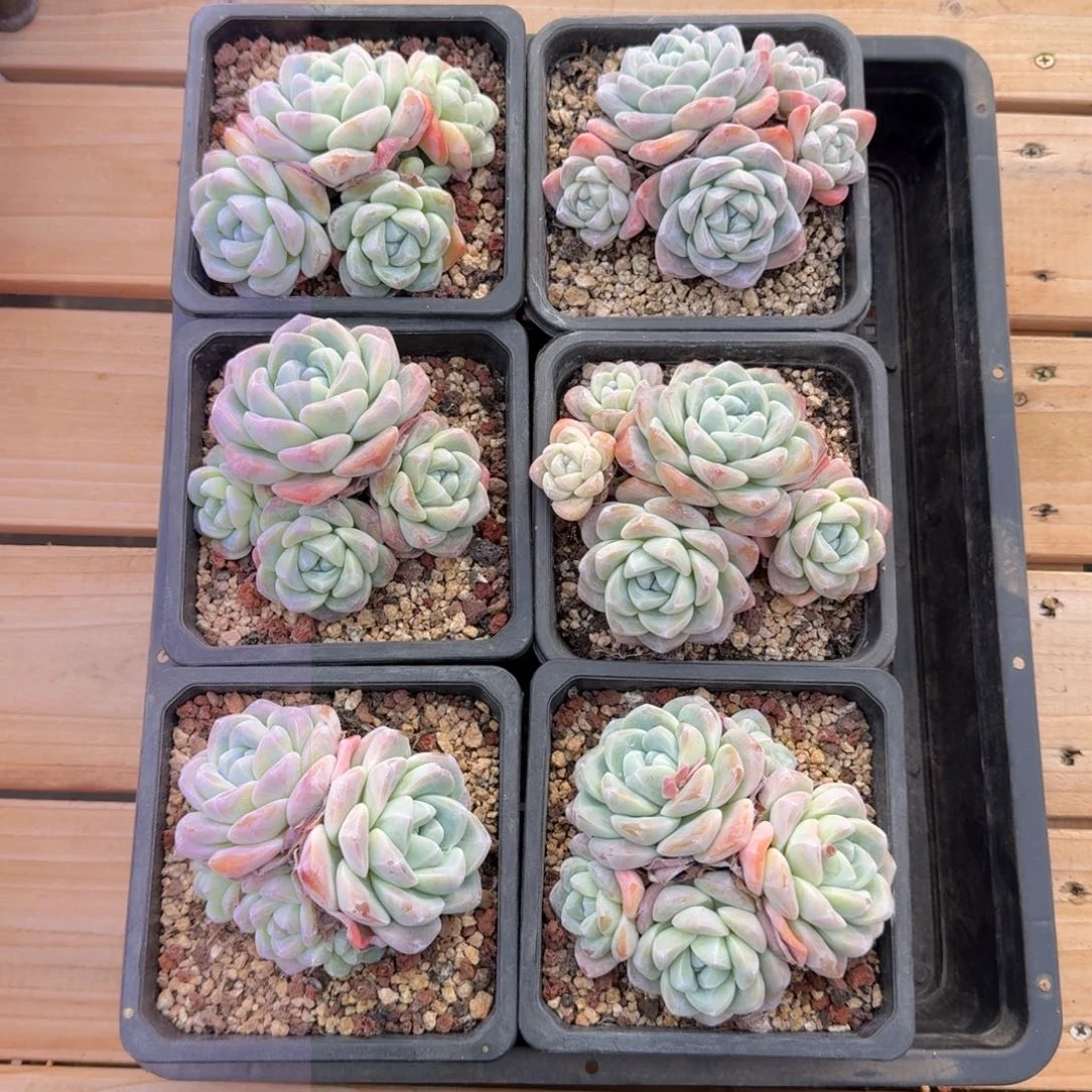 6颗一起一物一拍的