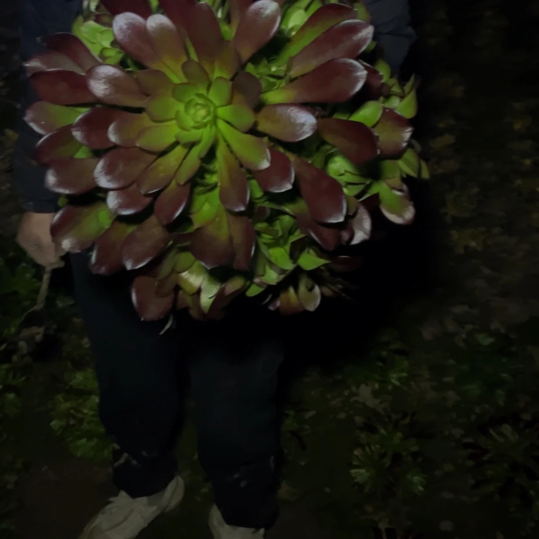 梅花超大多肉植物捧花的