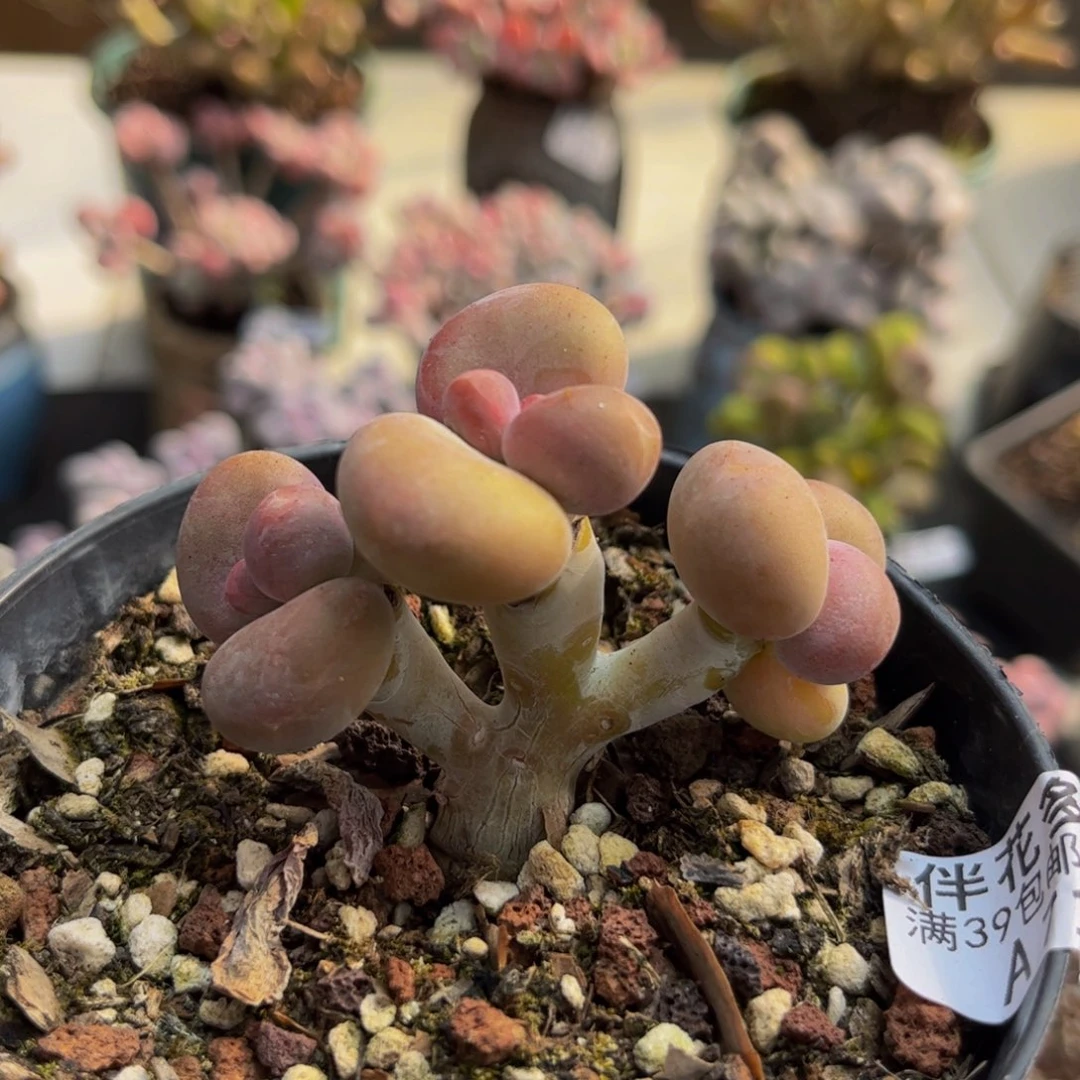 712/5cm芒果kk奶多肉