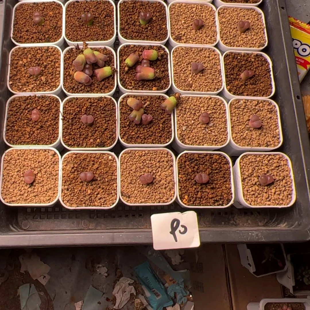 A****96.5风铃多肉植物90