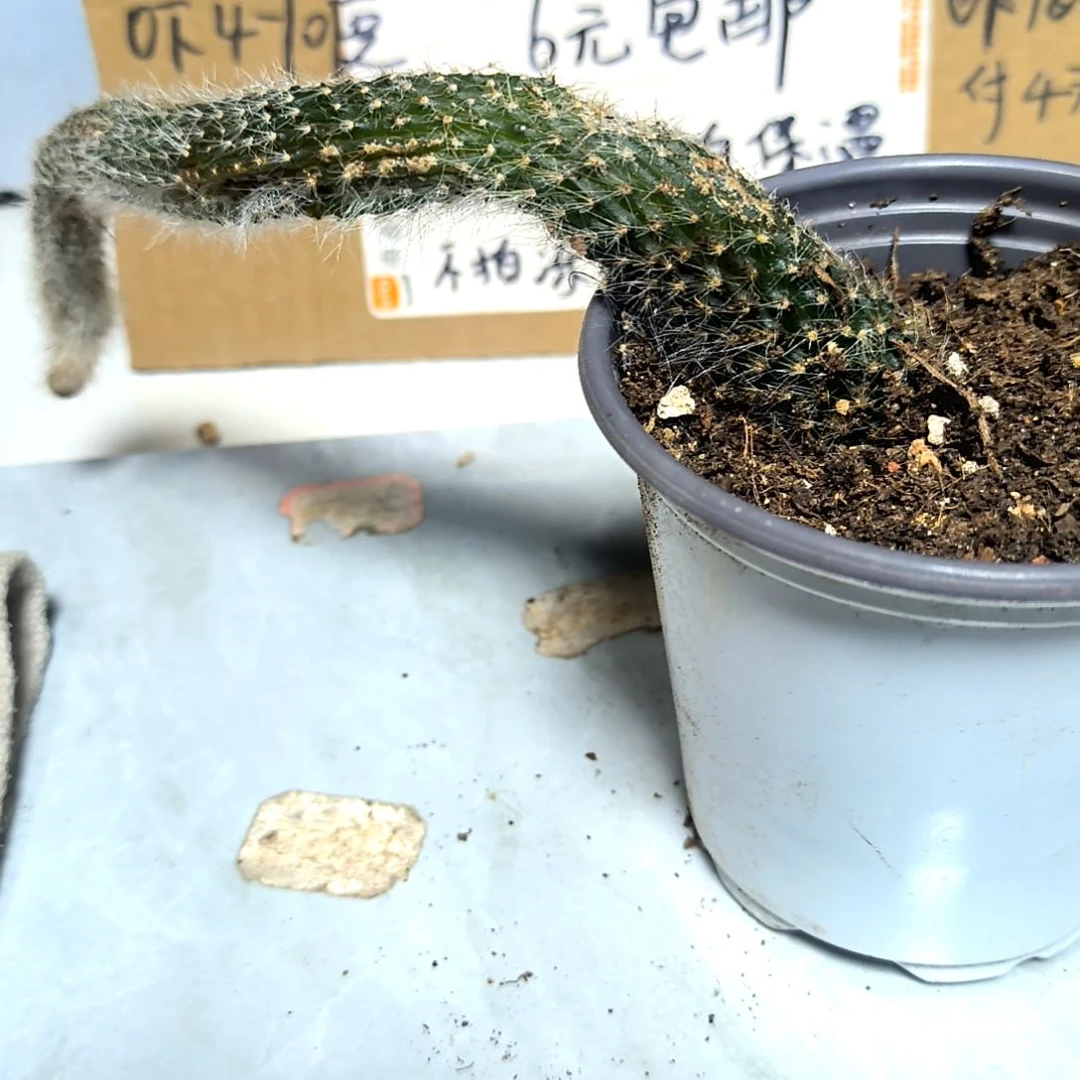 满6元包邮，#九尾狐长长长