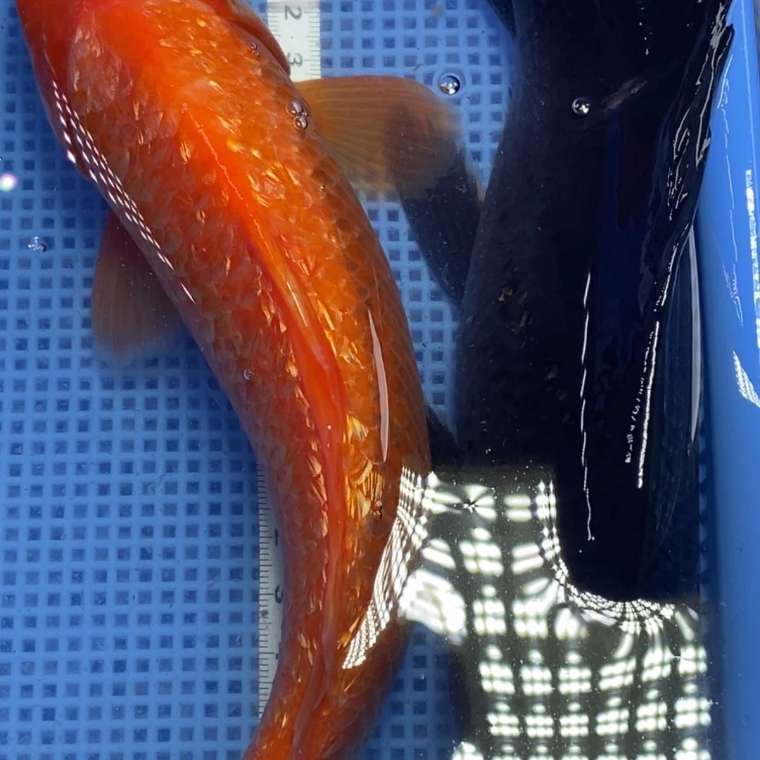 锦鲤冷水锦鲤包邮