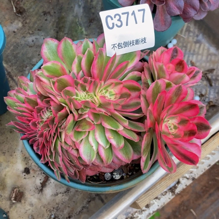 【闪购商品】3717倾城缀多肉