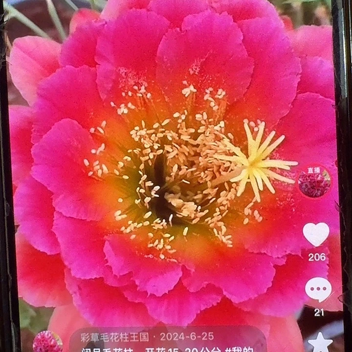 闭月侧芽5公分左右毛花柱（20包邮）