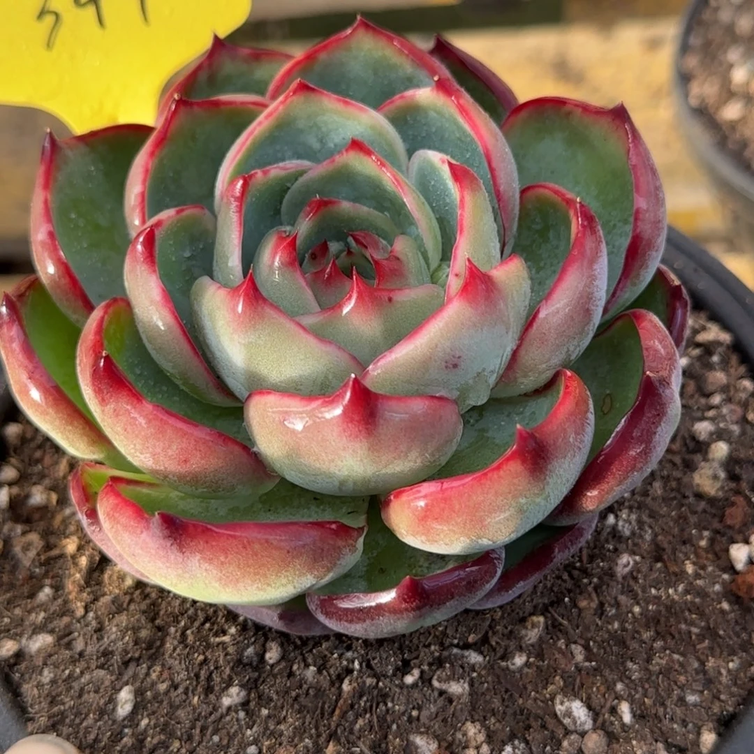 玫瑰惊鸿一物一拍包装收缩花旱344