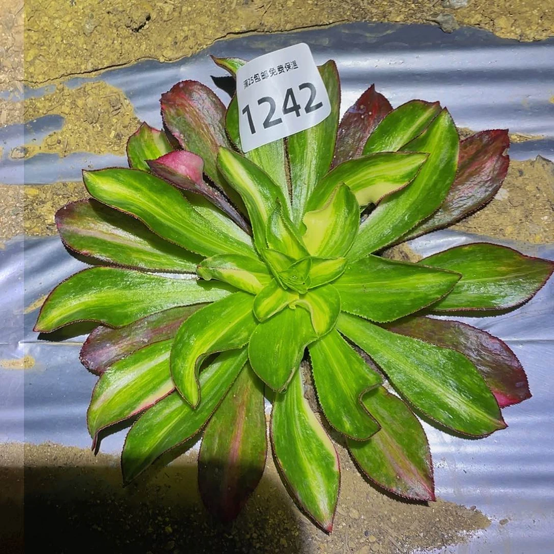 1242魅影中班彩多肉植物