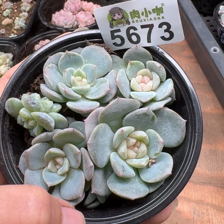 大***妮多肉植物多肉植物