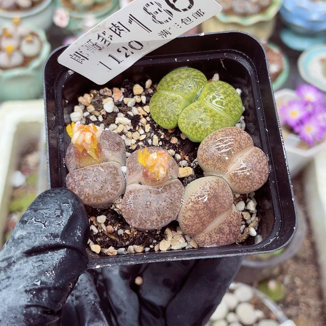 生石花满18包邮1120-186