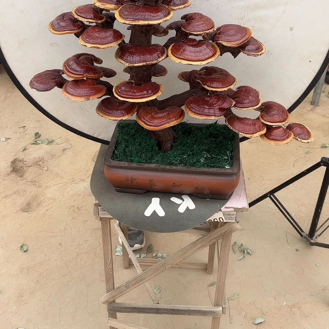 无花朵灵芝是我国著名植物