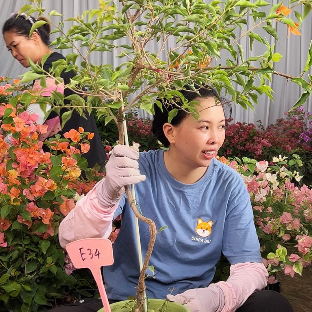 J***e大部分花苞少量开放E34橙桑巴