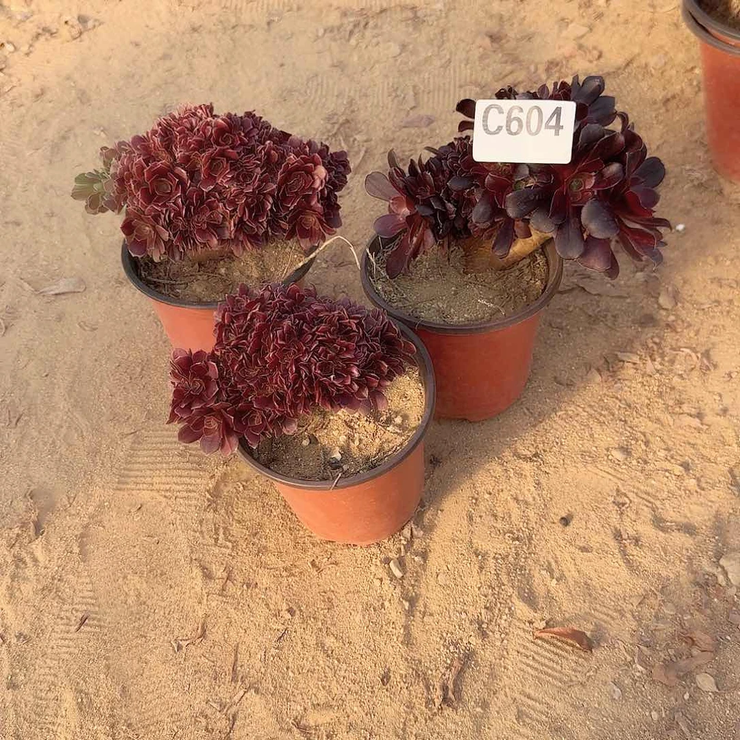 ❤️***604女装火玫瑰共3颗