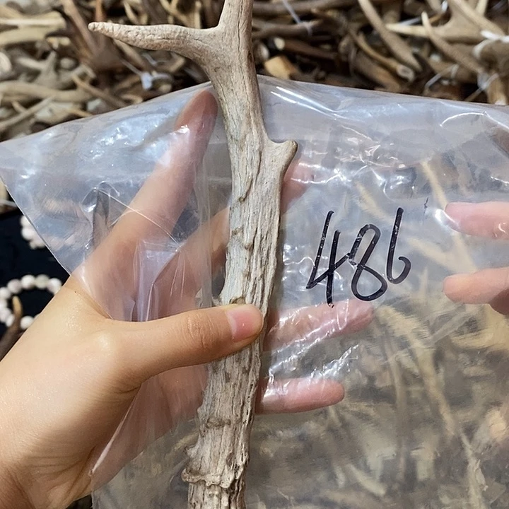 鹿角鹿角鹿角鹿角鹿角