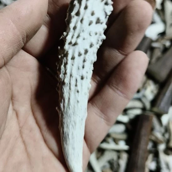 龙***凡陶瓷鹿角鹿角鹿角鹿角鹿角鹿角