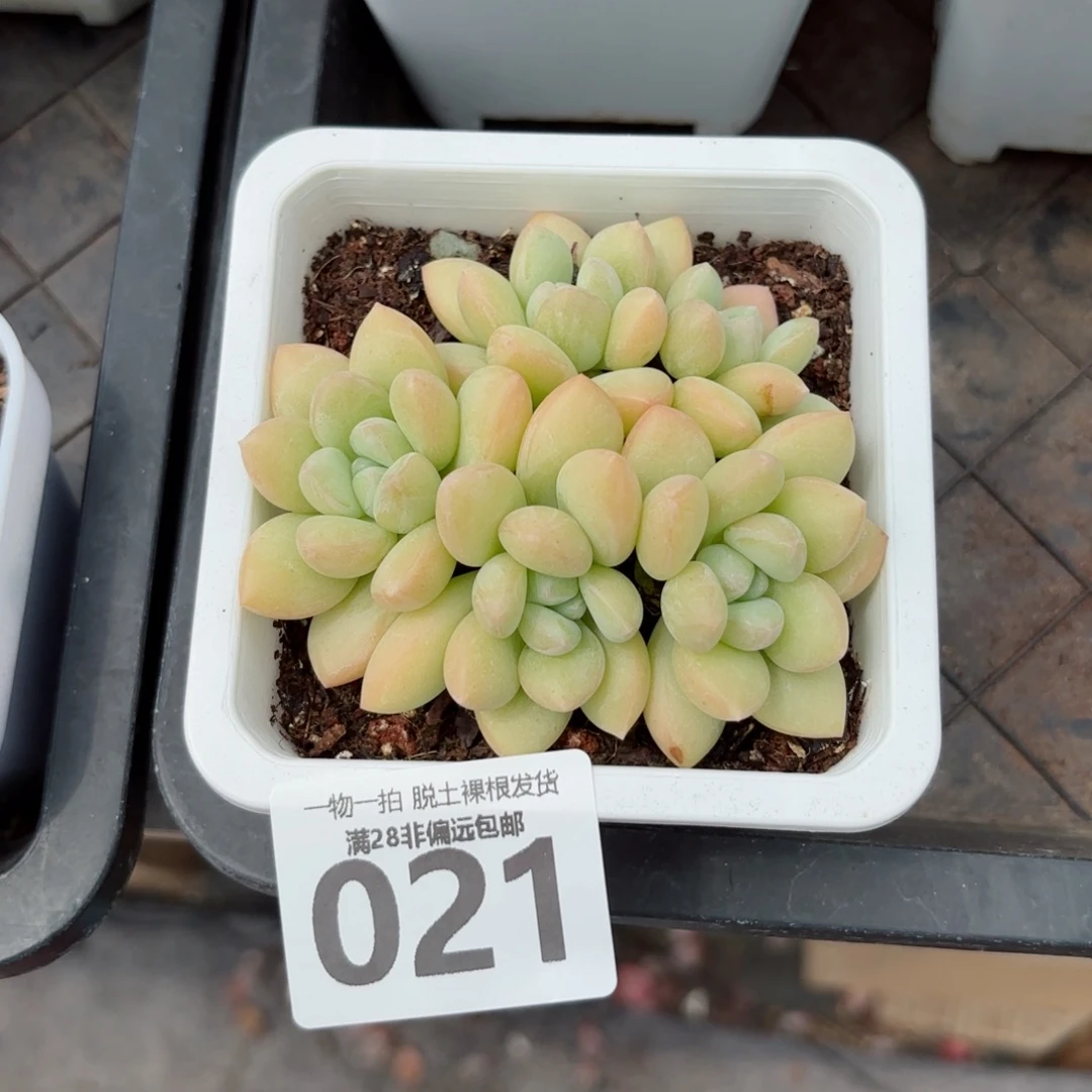 泡泡糖老桩无盆土发货
