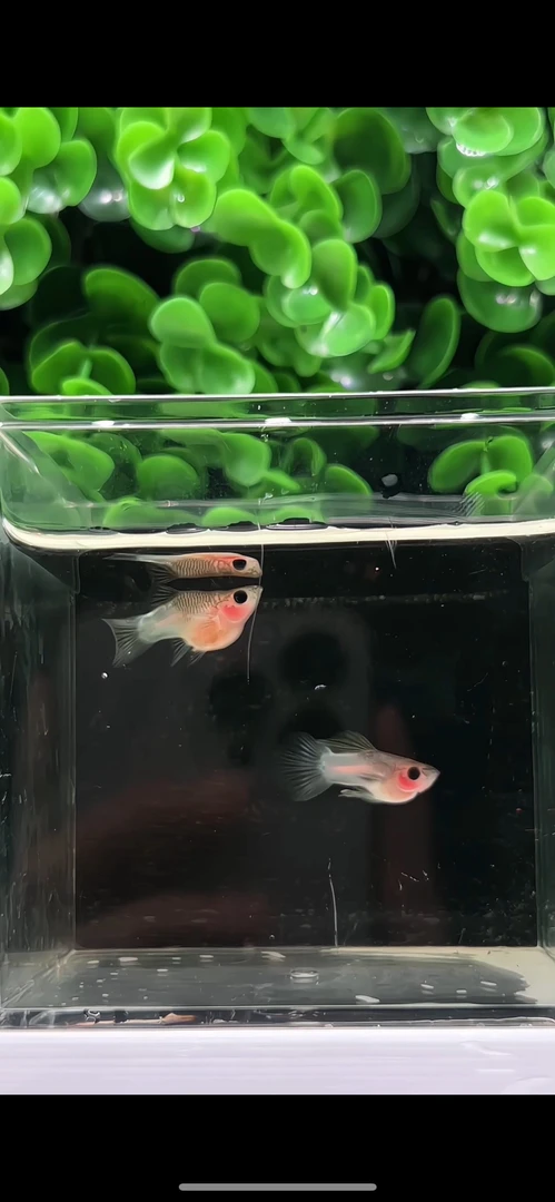 粉猫球孔雀鱼 粉猫球体玻璃猫