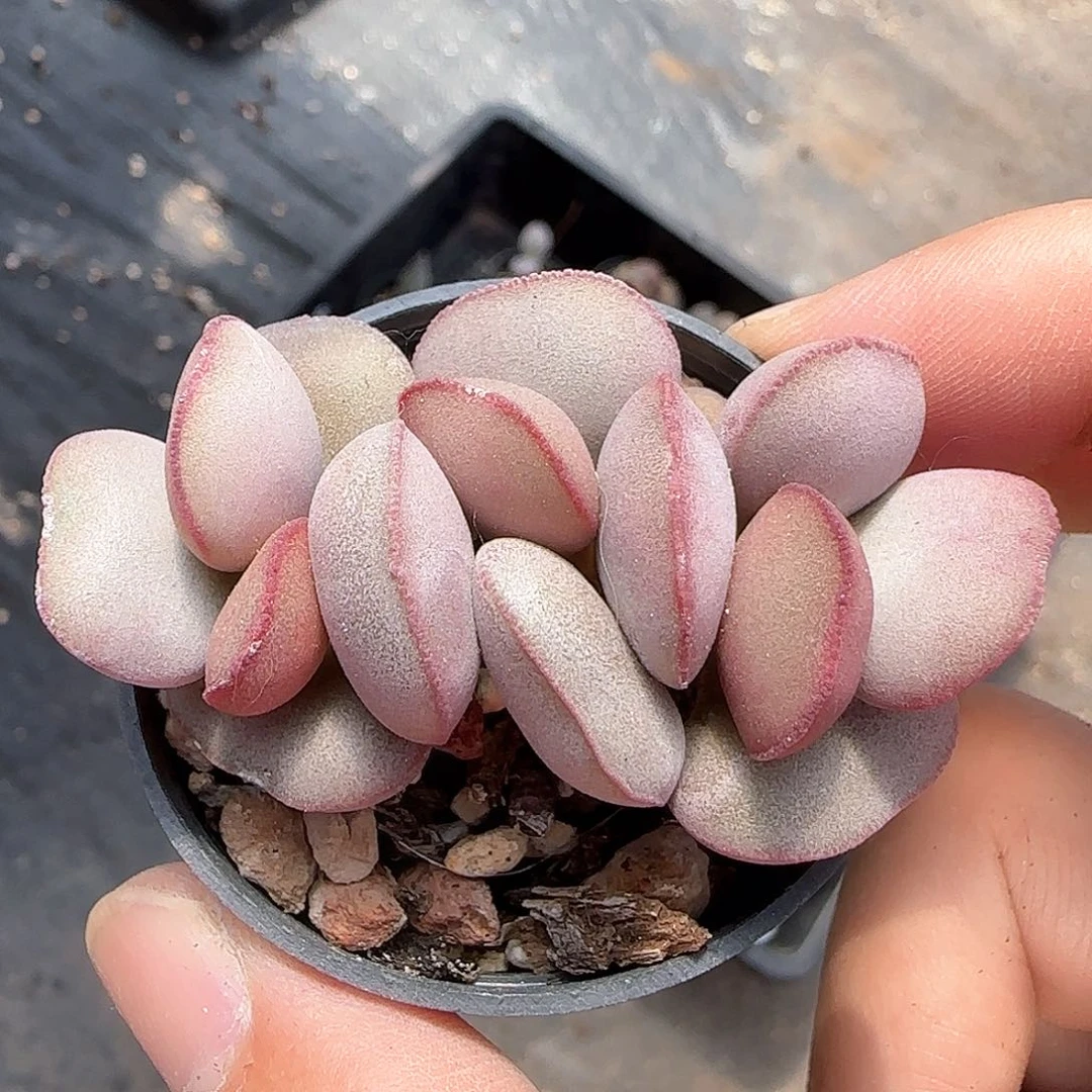 白肌红蛋多肉水泡