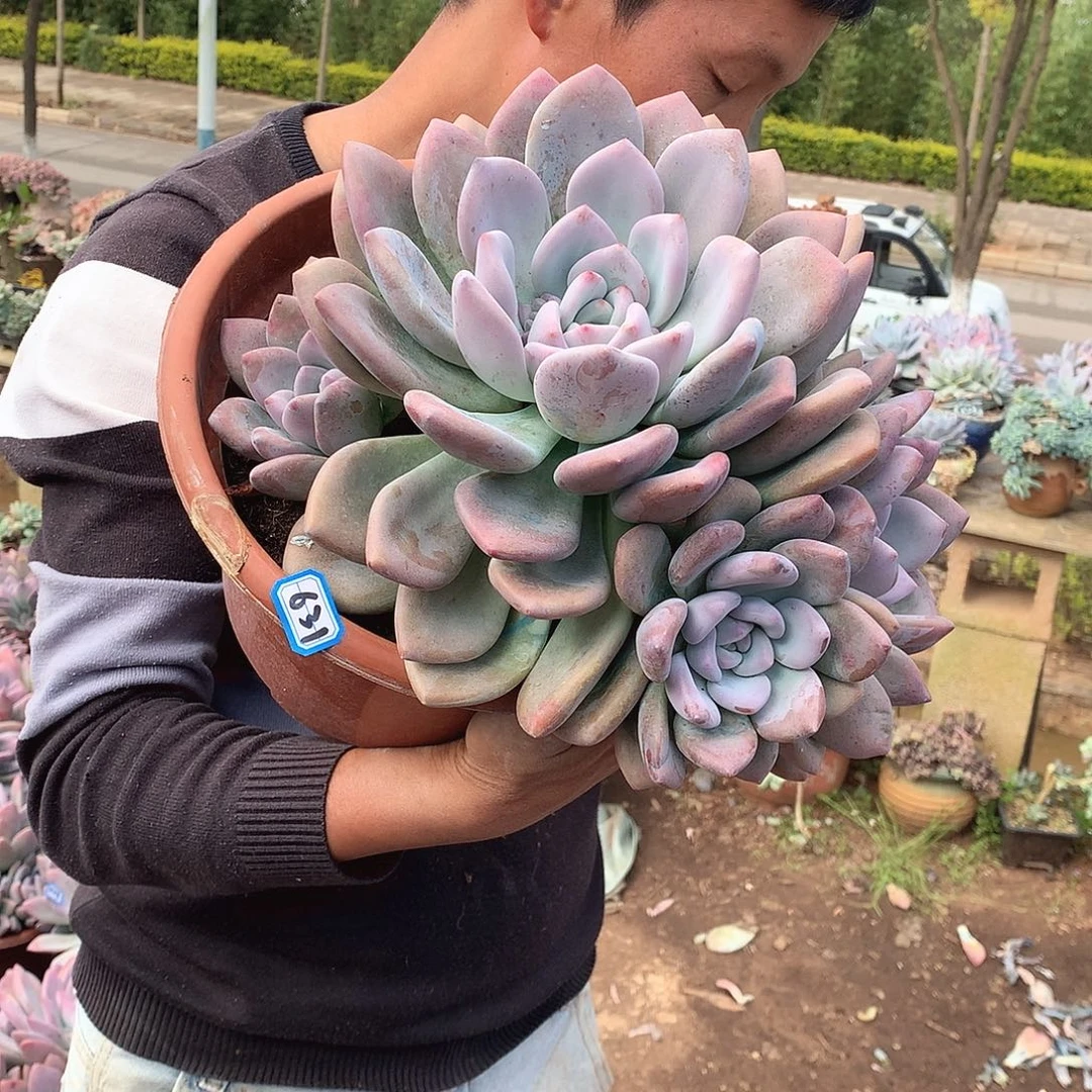 631 奥普 一物一拍