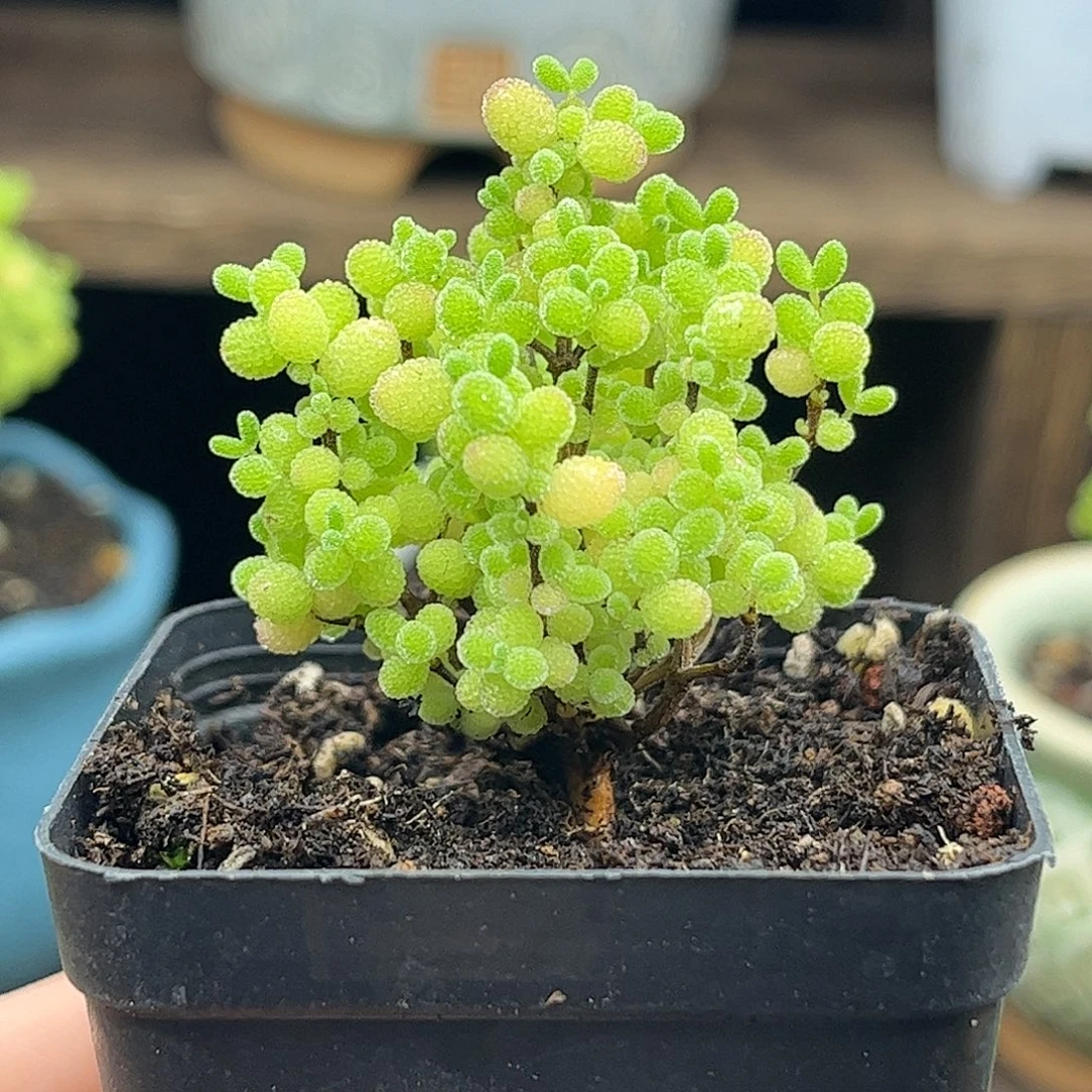 20蜜桔糖球优选枝干番杏