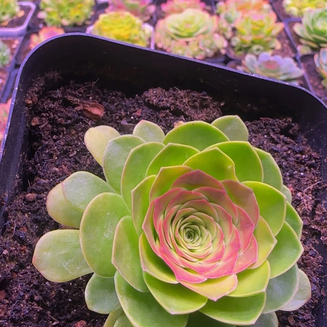 森**森福利1313424545427545424