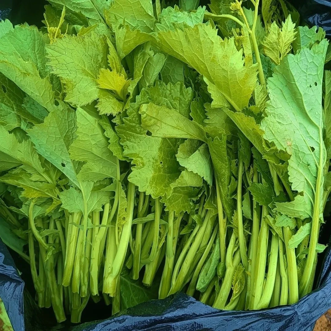 贵州高山农家苦油菜苔野生现摘新鲜野蔬菜包邮泡沫箱加冰发货