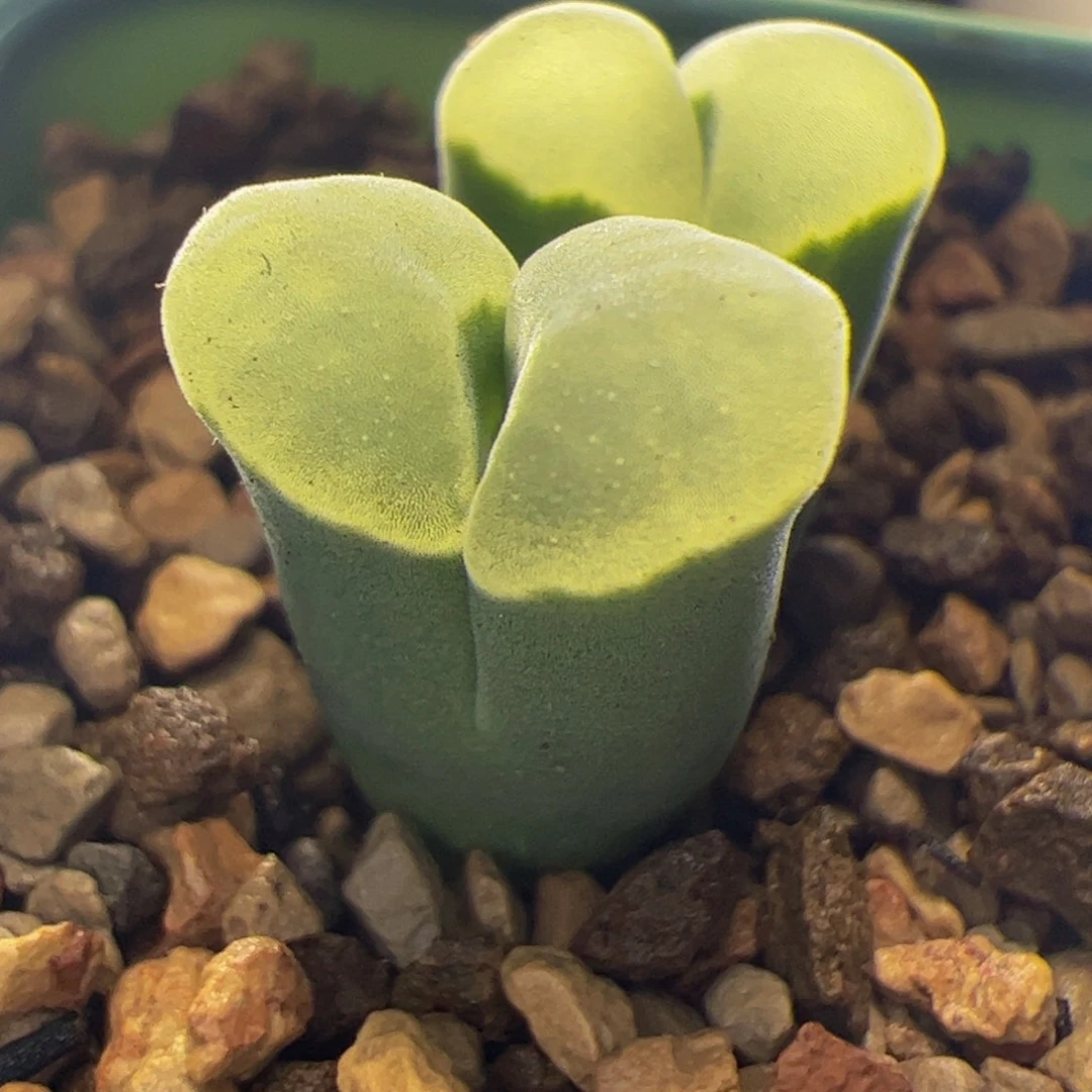 墨体白窗风铃玉 244