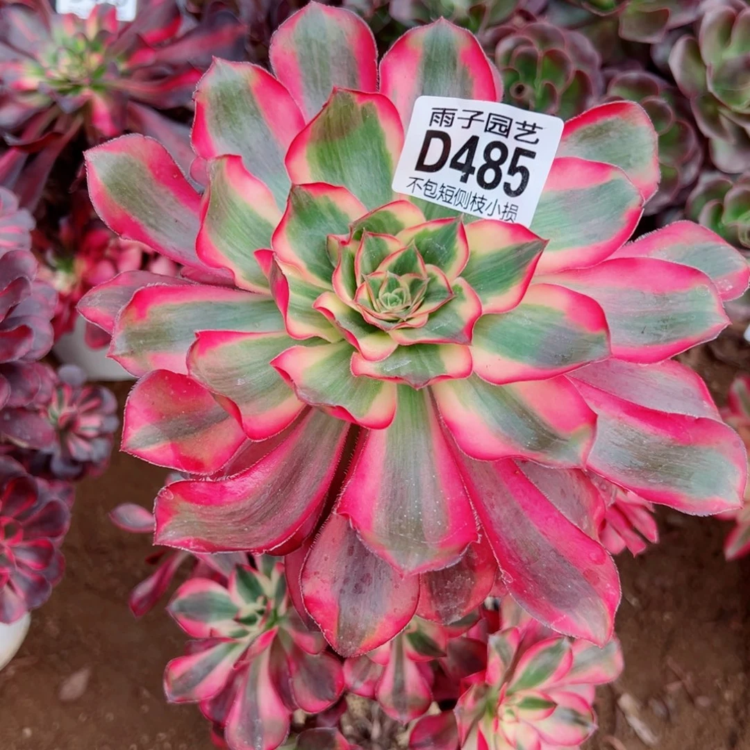 485乌毒景雨子多肉植物特价