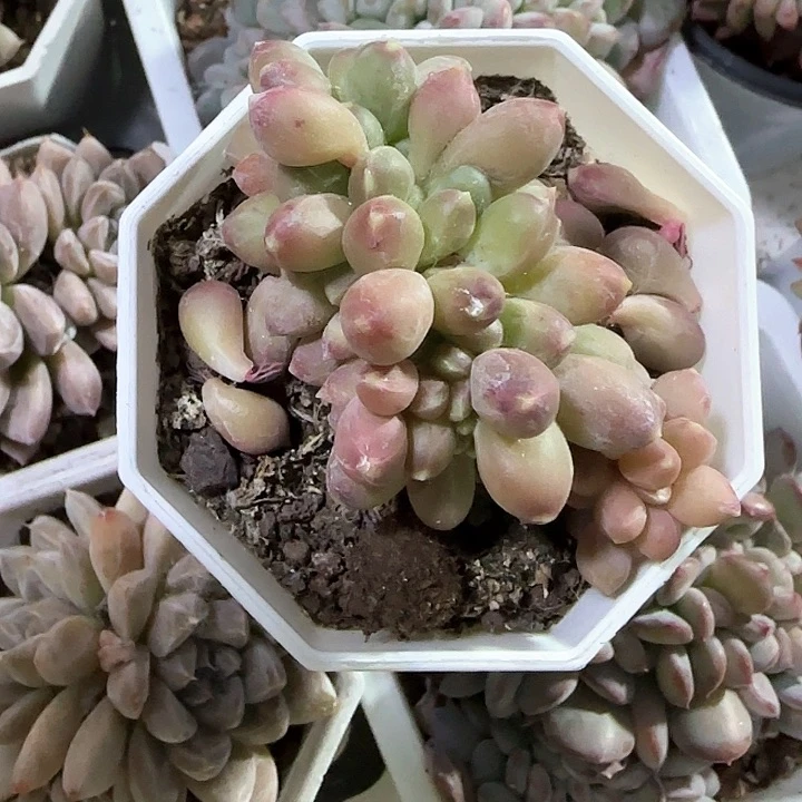 青蛙王子儿童牙膏111