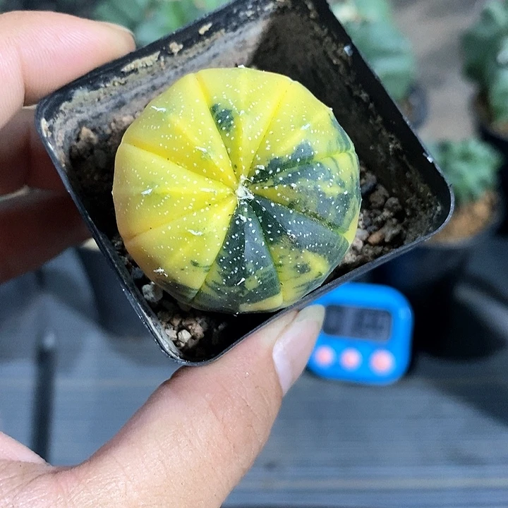 润***清超兜锦实生脱土发货