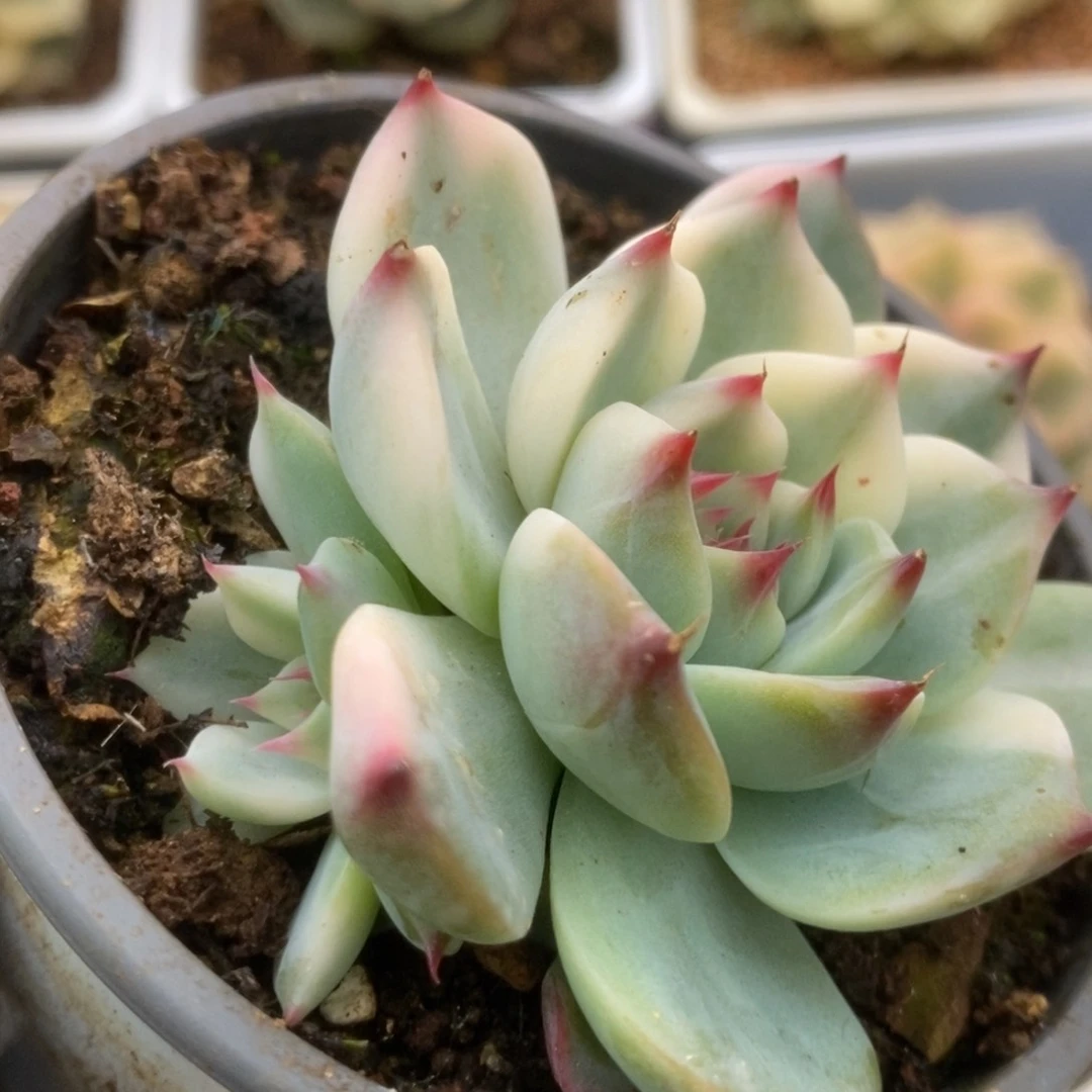 003锦锦锦锦锦锦锦锦