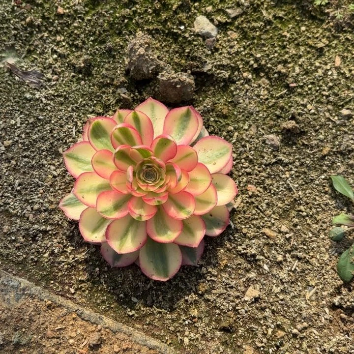 倾城多肉法师量拍