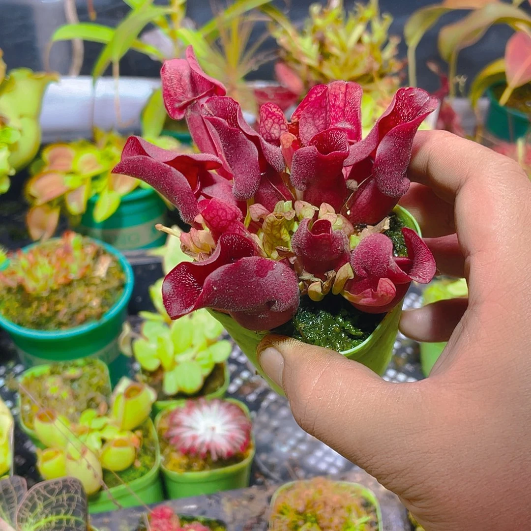 完全开放歇尔维亚紫瓶522