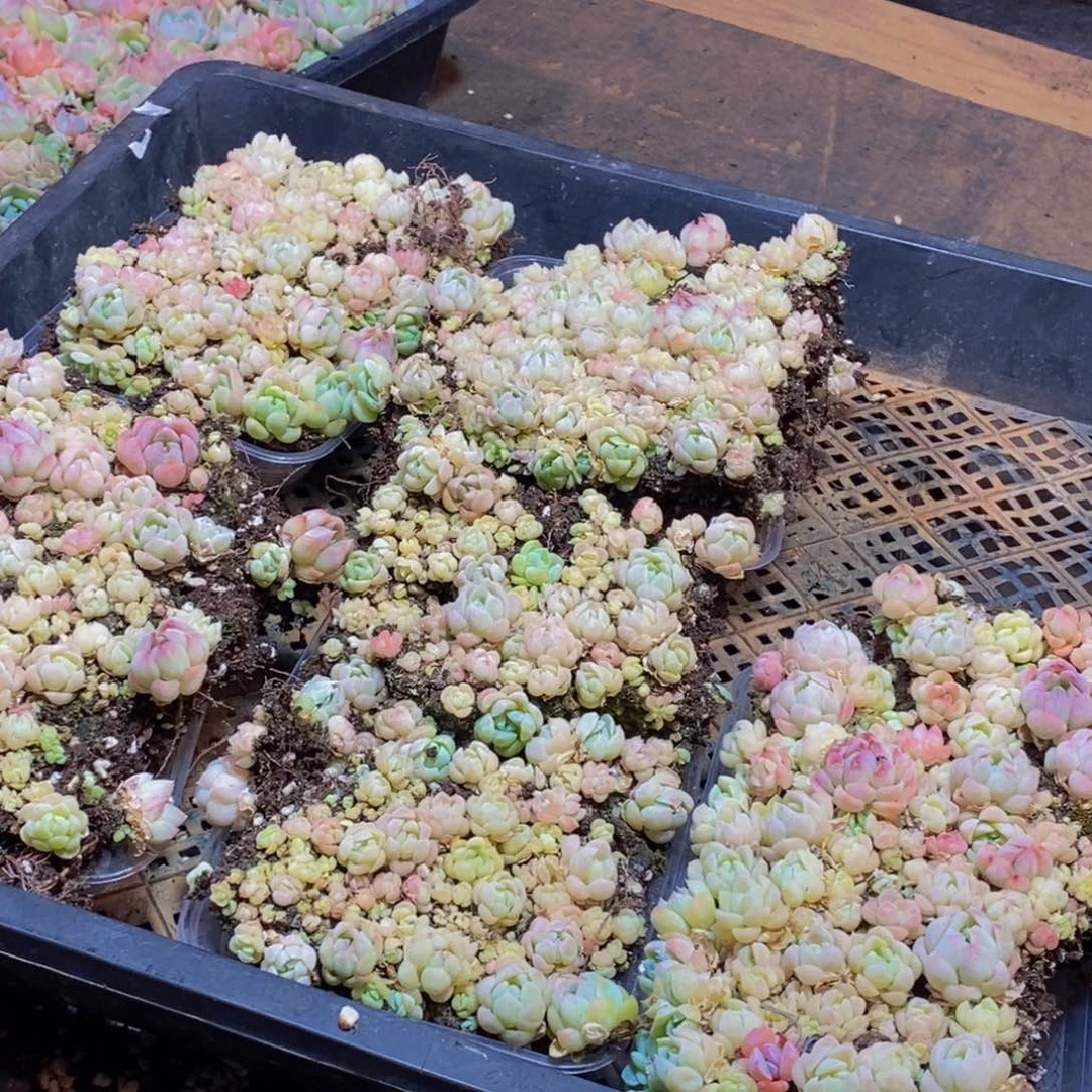 746多肉植物保护量拍一盒