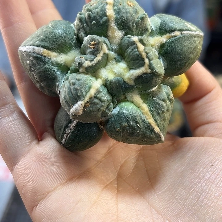 27号自根中筋蛋尤带锦7公分