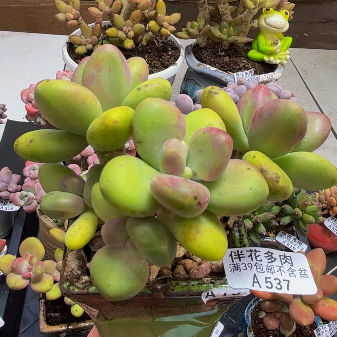 537/12cm芒果奶多肉