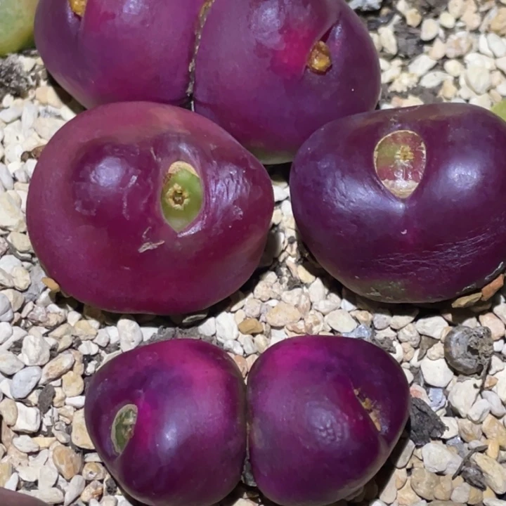 599898858558855587888788