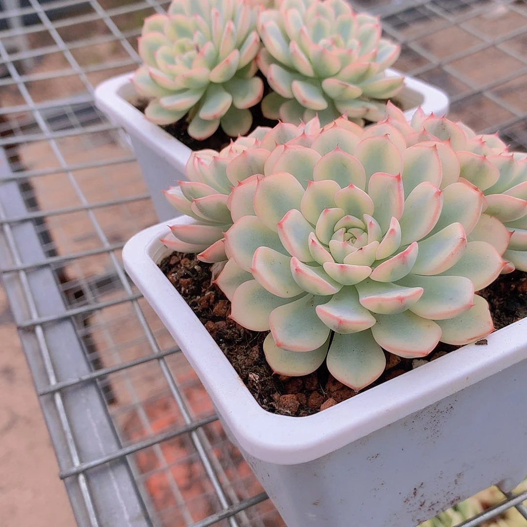 多头姬莲锦3567899990